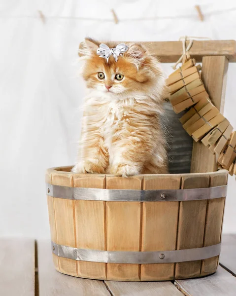 Portrét Roztomilého Nadýchaného Koťátka Lukem Vaně Prádelně — Stock fotografie