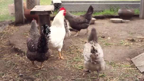 Tavuk Çiftliğinde Mutlu Günler — Stok video