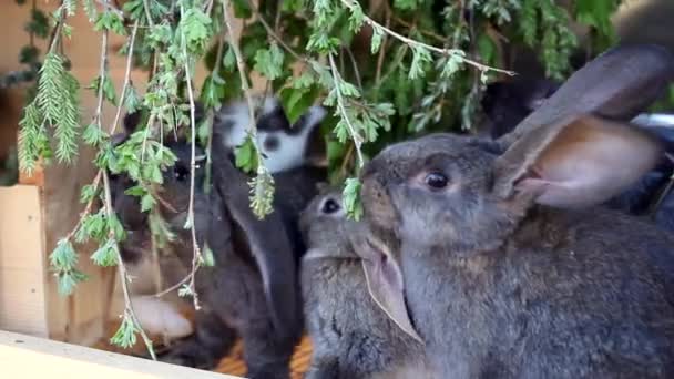Кролики, питающиеся зеленью — стоковое видео