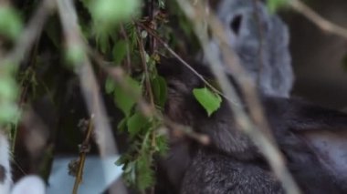 Yeşillik Yiyen Bebek Tavşanlar
