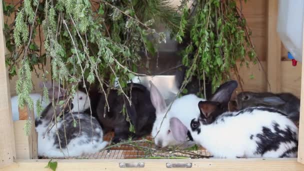 Дитячі кролики їдять зелень — стокове відео