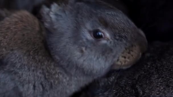 Pequeño conejo lamiendo otro conejo — Vídeos de Stock