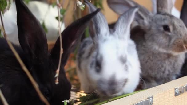 Baby Rabbits Eating Greenery — Stock Video