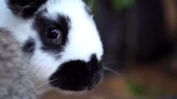 Дитячі кролики їдять зелень — стокове відео