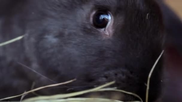 Bebê coelhos comendo verdura — Vídeo de Stock