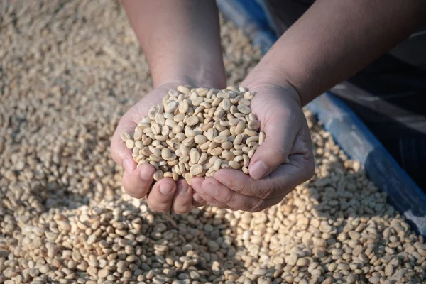 Koffiebonen Controle Van Kwaliteit Van Mannually Met Menselijke Hand — Stockfoto