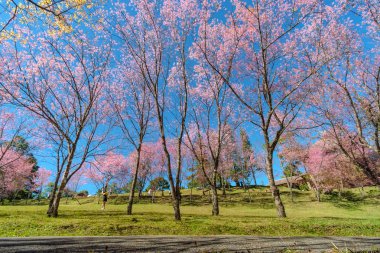 Kiraz çiçeği ağaç bahçe altında mavi gökyüzü, Japonya