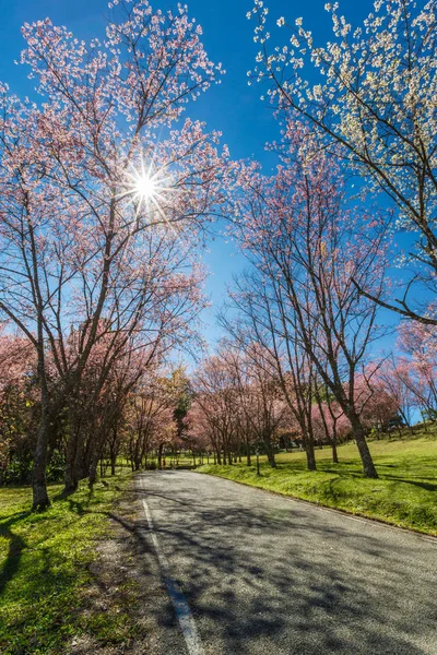 Pfad Des Kirschblütenbaumes Sonnigem Tag Japan — Stockfoto