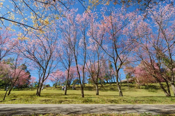 Kirschblütenbaum Garten Unter Blauem Himmel Japan — Stockfoto
