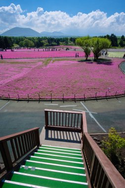 Yaminashi ili Fuji shibazakura veya pembe moss Festivali