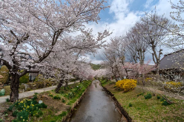 Cherry blossom träd blommar längs floden — Stockfoto