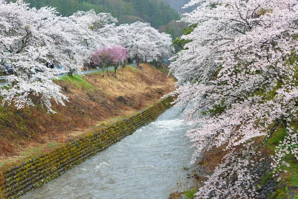 Вдоль реки цветут сакуры. — стоковое фото