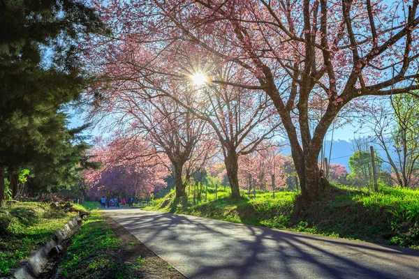 Walking path along cherry blossom tree in suuny day — Stock Photo, Image