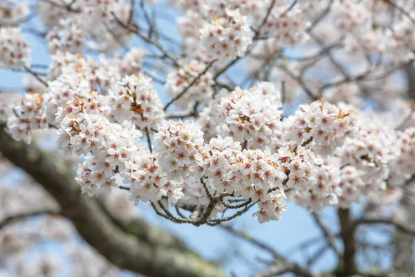 Nahaufnahme von voller Blüte frische weiße Kirschblüte — Stockfoto