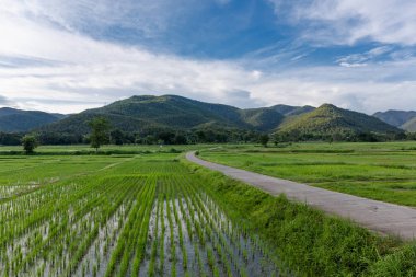 Mavi gökyüzünün altındaki pirinç tarlası, Tayland