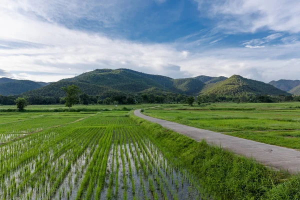 Ung rismark under blå himmel, Thailand - Stock-foto