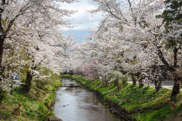 Volle Blüte des Kirschblütenbaums am Fluss — Stockfoto