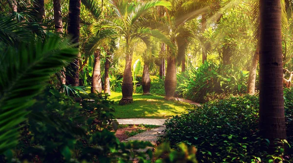 Sentiero nella giungla tropicale nel pomeriggio. Tropico nel parco. Strada di pietra in foresta — Foto Stock
