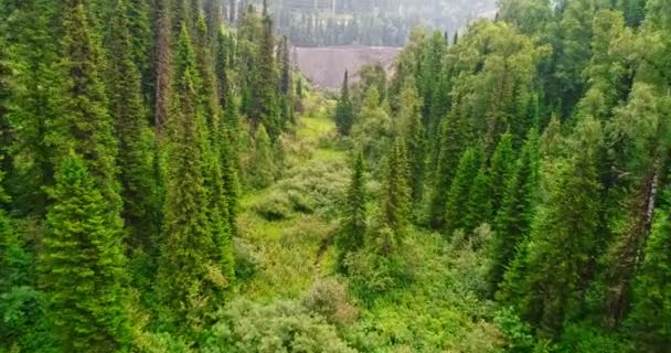 Pohled na panorama na lese. Letecký pohled na venkovský silnici v lese. Pohled z dronu v taigu. Letecká anténa létání nad krásným zeleným lesem ve venkovských krajinných oblastech — Stock video