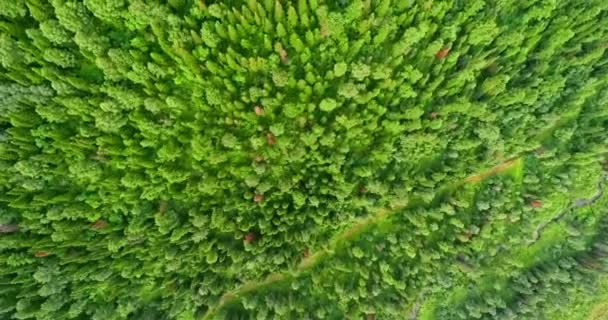 森のパノラマ航空写真。森の中の田舎道の航空写真。タイガのドローンからの眺め。田舎の風景の美しい緑の森の上を飛ぶの空中 — ストック動画