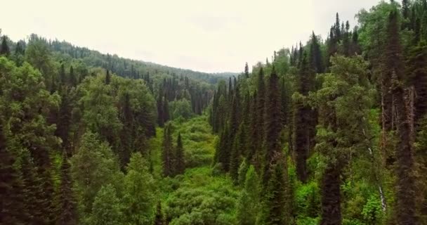 Панорама вид с воздуха на лес. Вид с воздуха на проселочную дорогу в лесу. Вид с беспилотника в Тайге. Воздушный пролет над красивым зеленым лесом в сельской местности — стоковое видео