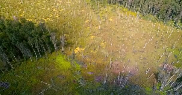Pohled na panorama na lese. Letecký pohled na venkovský silnici v lese. Pohled z dronu v taigu. Letecká anténa létání nad krásným zeleným lesem ve venkovských krajinných oblastech — Stock video