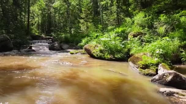 Гірська річка в лісі літо, ландшафт природи, вид на струмок, вид на річку з берега — стокове відео