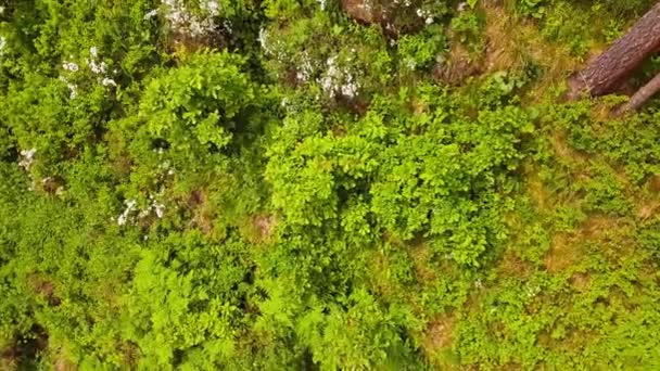 空からパノラマの森。木々や茂みの間の森をドローンで飛ぶ。上からジャングルを撃つ木々の間を飛んでるスムーズな撮影。ジャングルを移動するドローン映像の森 — ストック動画