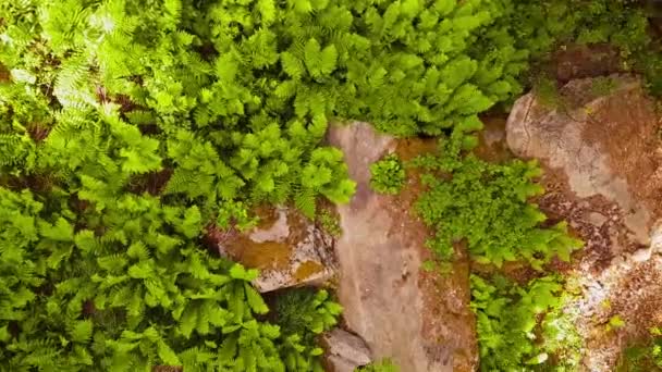 Floresta Panorama a partir do ar. Voando em drone através da floresta entre árvores e arbustos. Atirar na selva de cima. Voando entre árvores. Disparo suave. floresta metragem de drones se movendo através da selva — Vídeo de Stock