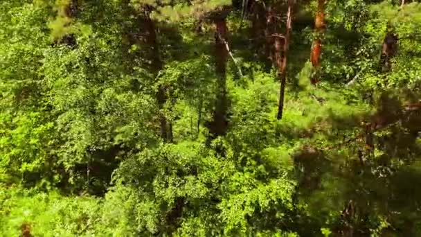 Havadan panorama ormanı. Ağaçların ve çalıların arasında ormanın içinden drone ile uçmak. Ormanı yukarıdan vuruyor. Ağaçların arasında uçmak. Düzgün çekim. Ormanda dolaşan drone görüntüleri ormanı — Stok video