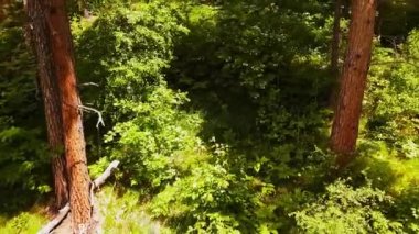 Havadan panorama ormanı. Ağaçların ve çalıların arasında ormanın içinden drone ile uçmak. Ormanı yukarıdan vuruyor. Ağaçların arasında uçmak. Düzgün çekim. Ormanda dolaşan drone görüntüleri ormanı