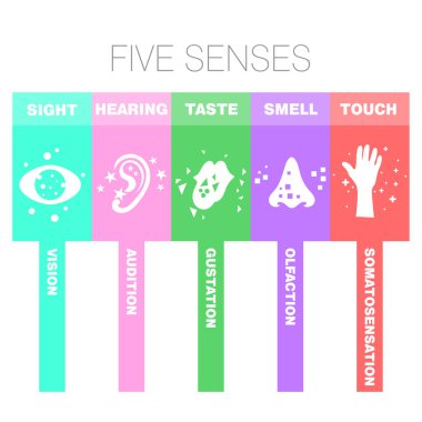 Soyut bir illüstrasyon izole bir beyaz arka plan üzerinde basit simgeler ile beş duyu