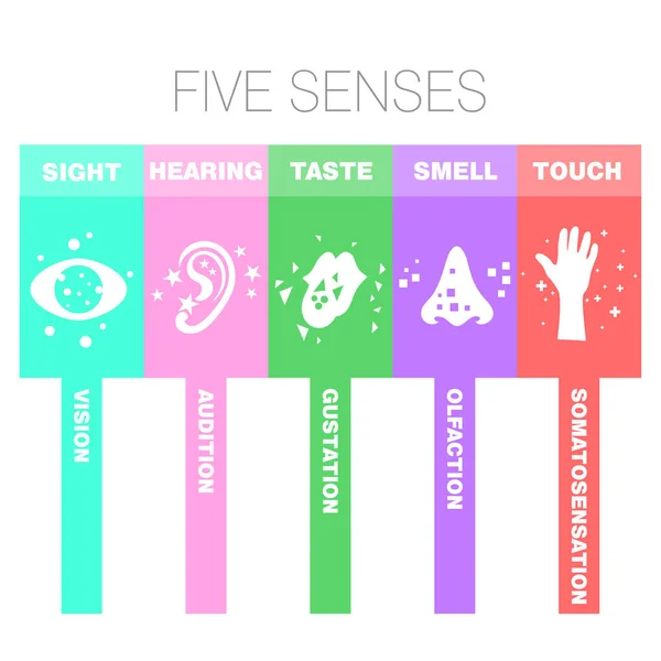 An abstract illustration of the five senses with simple icons on an isolated white background