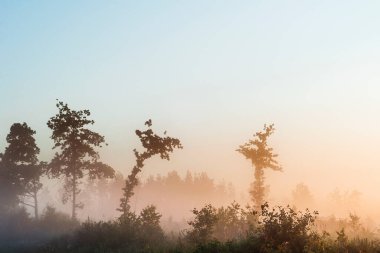 Sabah manzarası. Tuhaf şekilli ağaçlar sisli bir sisle şafağın arka planında.