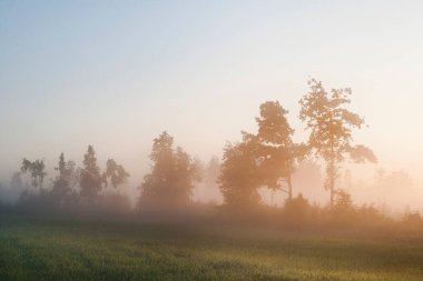 Sabah manzarası. Ormanın kenarına karşı şafak vakti sisli bir sis bulutu içinde gökyüzü..