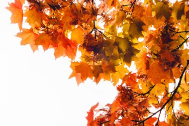 Beyaz arka planda kırmızı akçaağaç yaprakları olan bir dal.