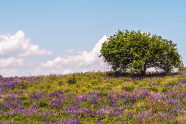 Tepede, çiçek açan lupinler olan yalnız bir ağaç. Mavi gökyüzüne karşı beyaz bulutlu bir ağaç..