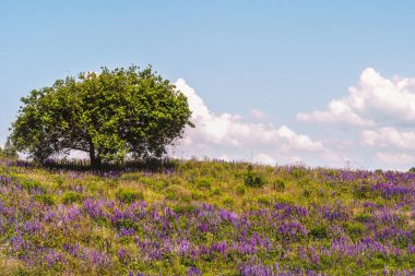 Tepede, çiçek açan lupinler olan yalnız bir ağaç. Mavi gökyüzüne karşı beyaz bulutlu bir ağaç..