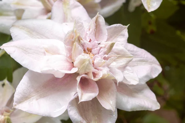 Yapraklarında yağmur damlaları olan yumuşak pembe Clematis Innocent Blush. Bahçedeki çiçekler, arka planlar, yakın plan..