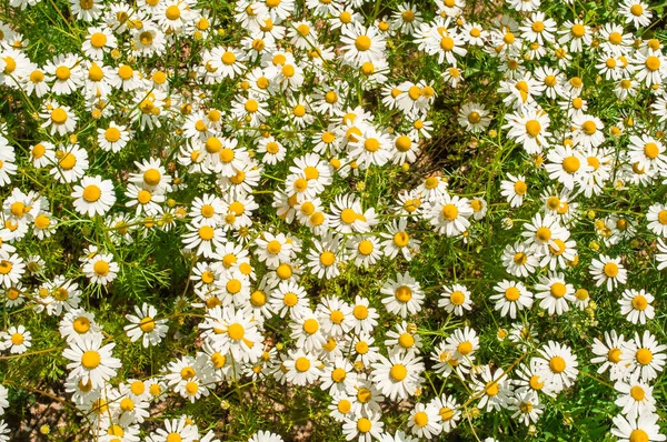 Bakgrunden Ett Fält Prästkragar Utsikten Uppifrån — Stockfoto