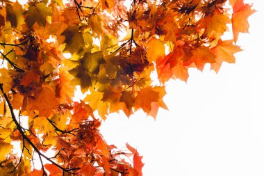 Beyaz arka planda kırmızı akçaağaç yaprakları olan bir dal.