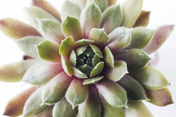 Makrofotografie Von Pflanzen Der Familie Sempervivum Aus Der Big Sam — Stockfoto