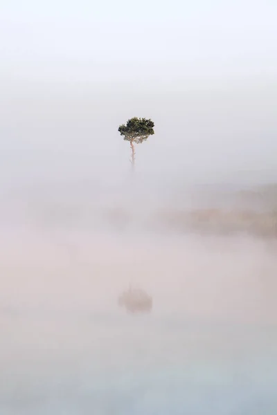 Pinho Solitário Acima Rio Nevoeiro Paisagem Rural — Fotografia de Stock