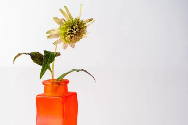 Tebrik kartı konsepti. Açık bir arkaplanda, turuncu bir vazoda sarı-yeşil bir Echinacea çiçeği.