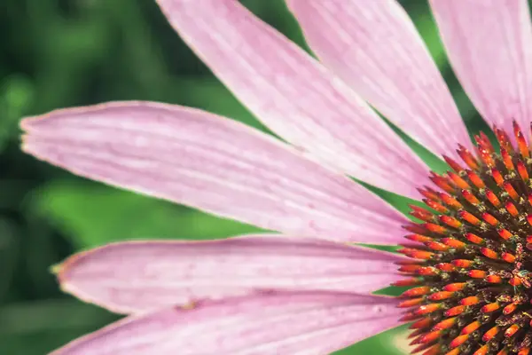 Equinácea Púrpura Planta Perenne Familia Asteraceae Flor Medicinal Para Mejorar — Foto de Stock