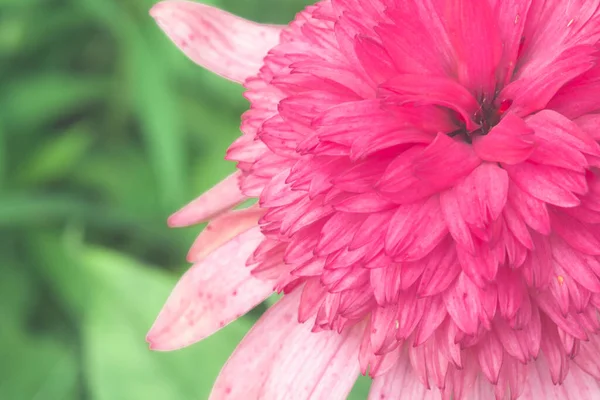 Primo Piano Fiore Echinacea Rosa Fiore Medicinale Migliorare Immunità Concentrazione — Foto Stock