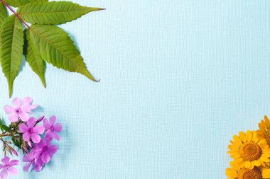 Mavi bir arka planda, yeşil sumac yaprakları, pembe Phlox çiçekleri ve sarı göbek çiçekleri... Boşluğu kopyala.