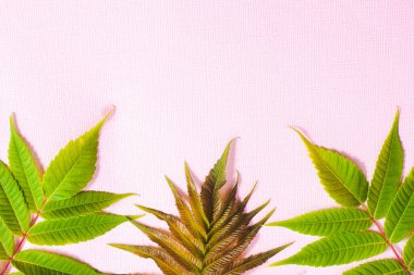 Sumac yaprakları pembe desenli arka planda. Yapraklar aşağıda..