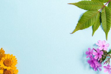 Mavi bir arka planda, yeşil sumac yaprakları, pembe Phlox çiçekleri ve sarı göbek çiçekleri... Boşluğu kopyala.