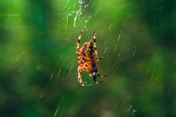 Macrophotography Orange Spider Web Green Background — Stock Photo, Image